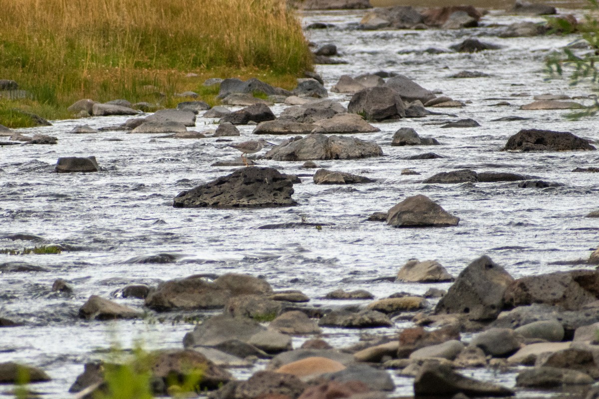 Greater Yellowlegs - ML639412667