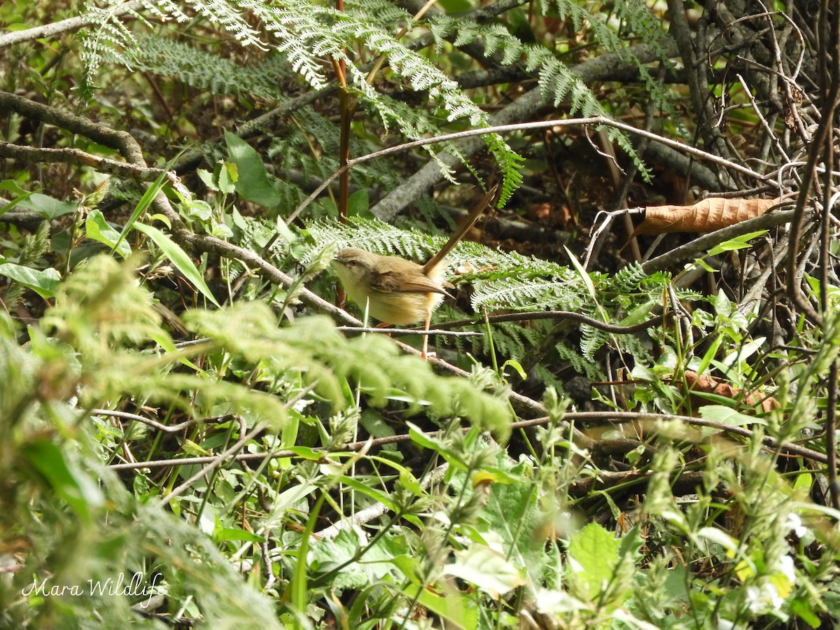 Tawny-flanked Prinia - ML639412675