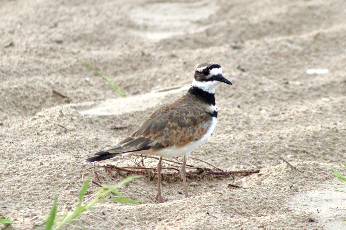 Killdeer - ML639412680