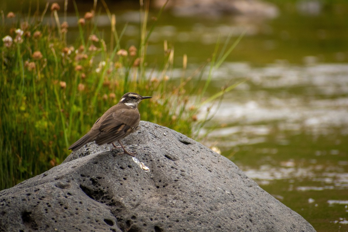 Dark-bellied Cinclodes - ML639412681