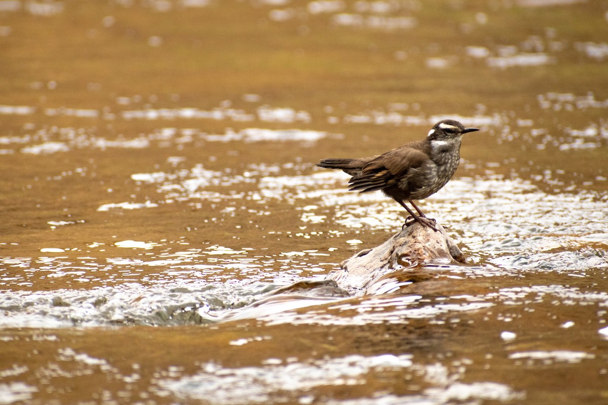 Dark-bellied Cinclodes - ML639412682