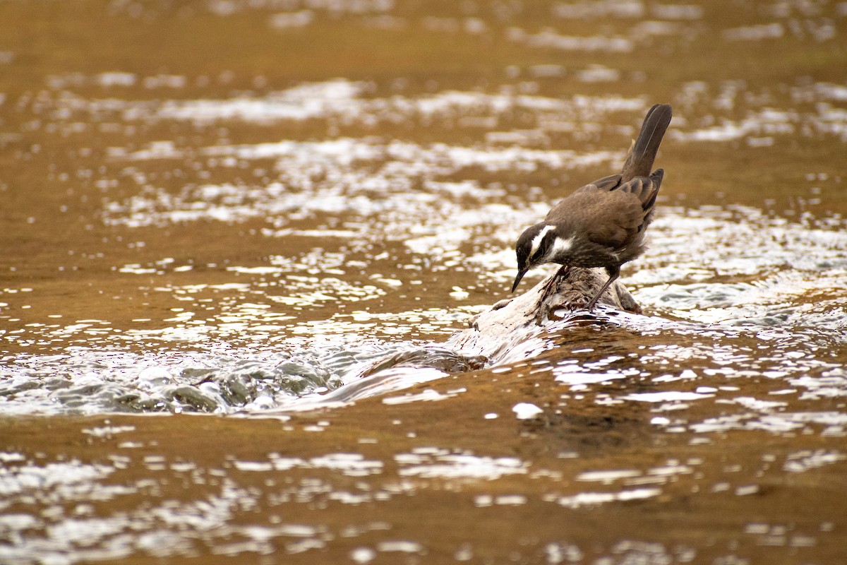 Dark-bellied Cinclodes - ML639412683
