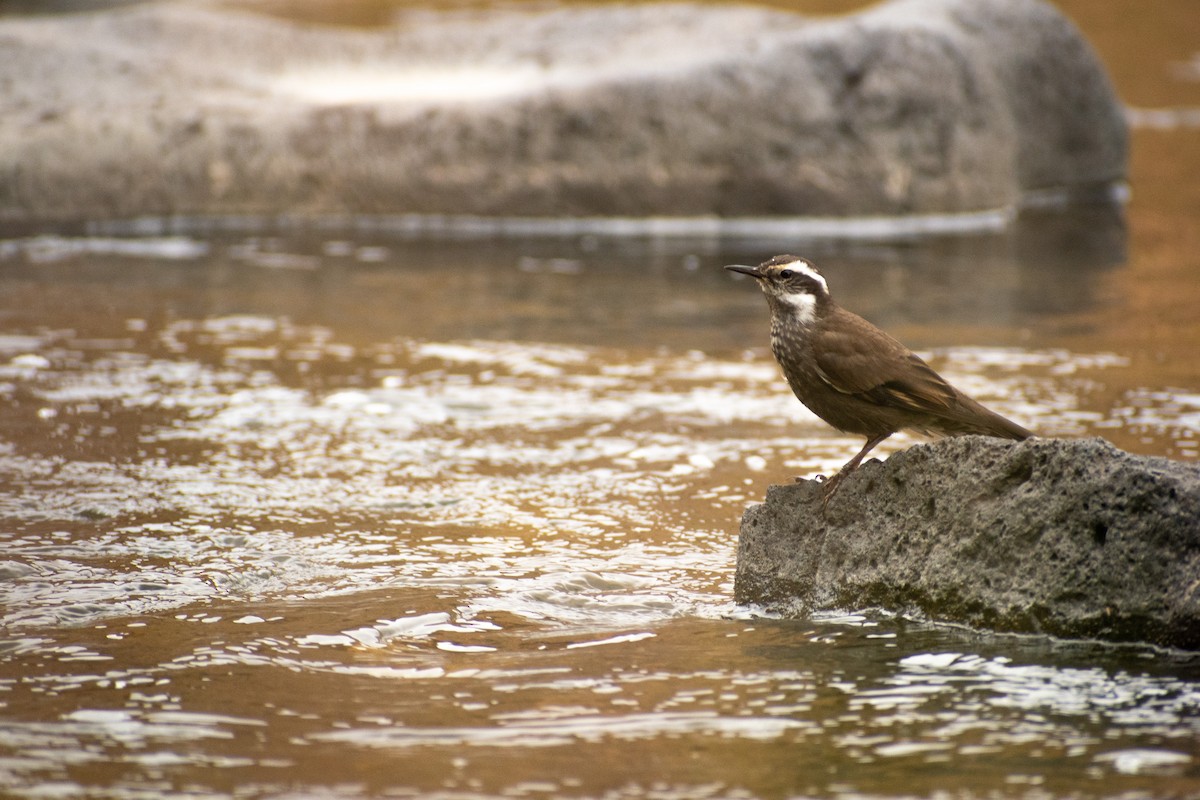 Dark-bellied Cinclodes - ML639412686