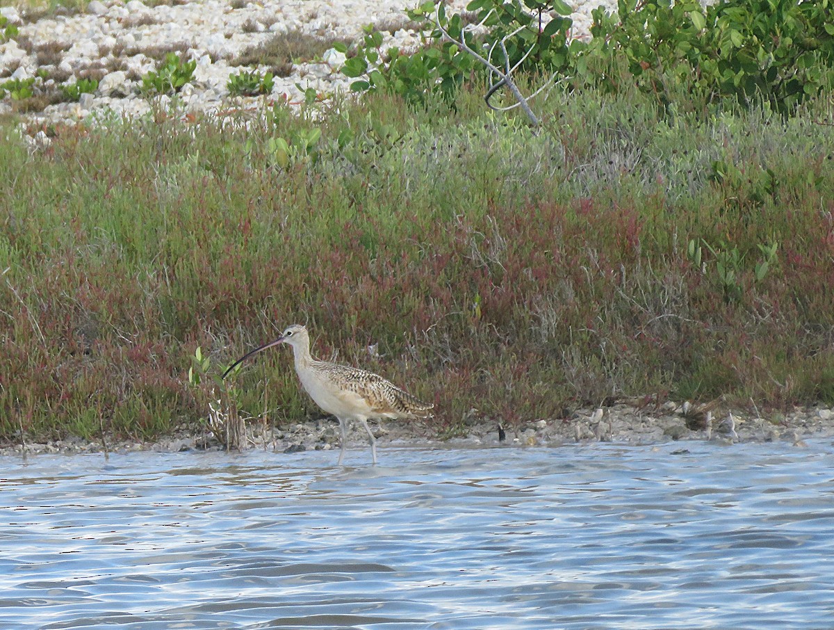 Long-billed Curlew - ML639412692