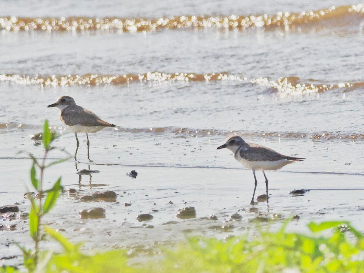 Tibetan Sand-Plover - ML639412721