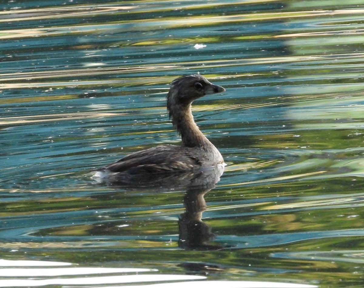 Pied-billed Grebe - ML639412759