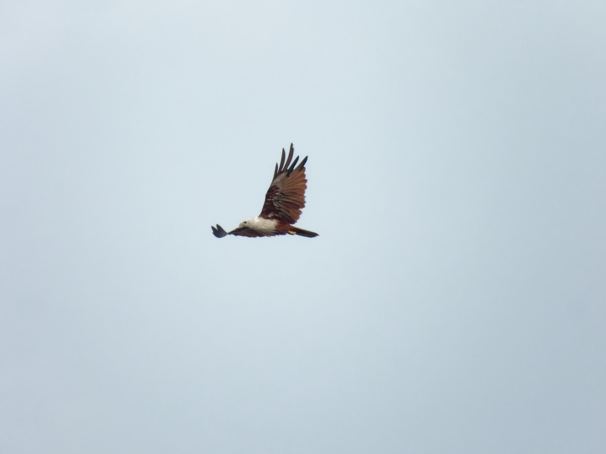 Brahminy Kite - ML639412768