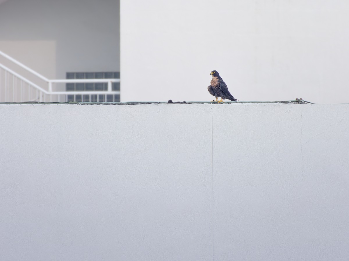 Peregrine Falcon - ML639412777