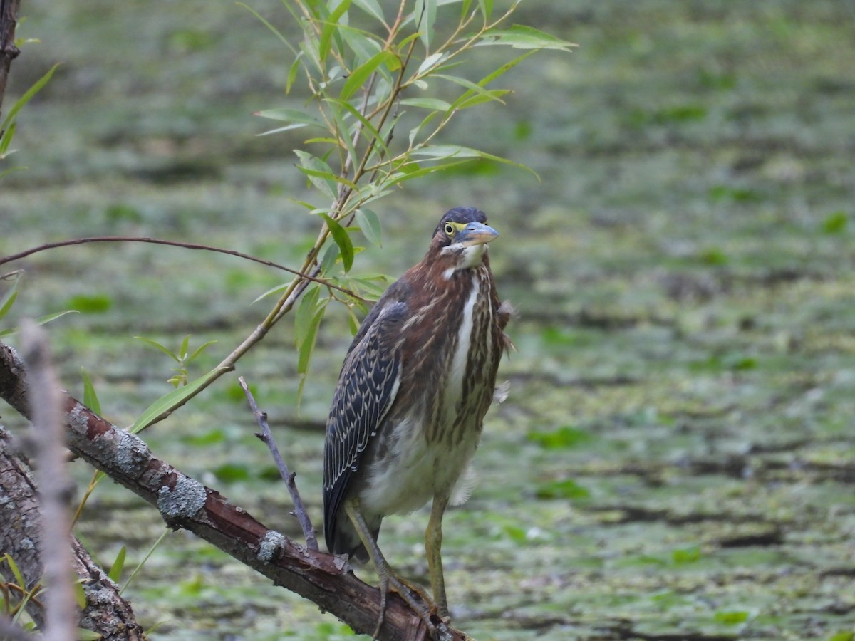 Green Heron - ML639412792