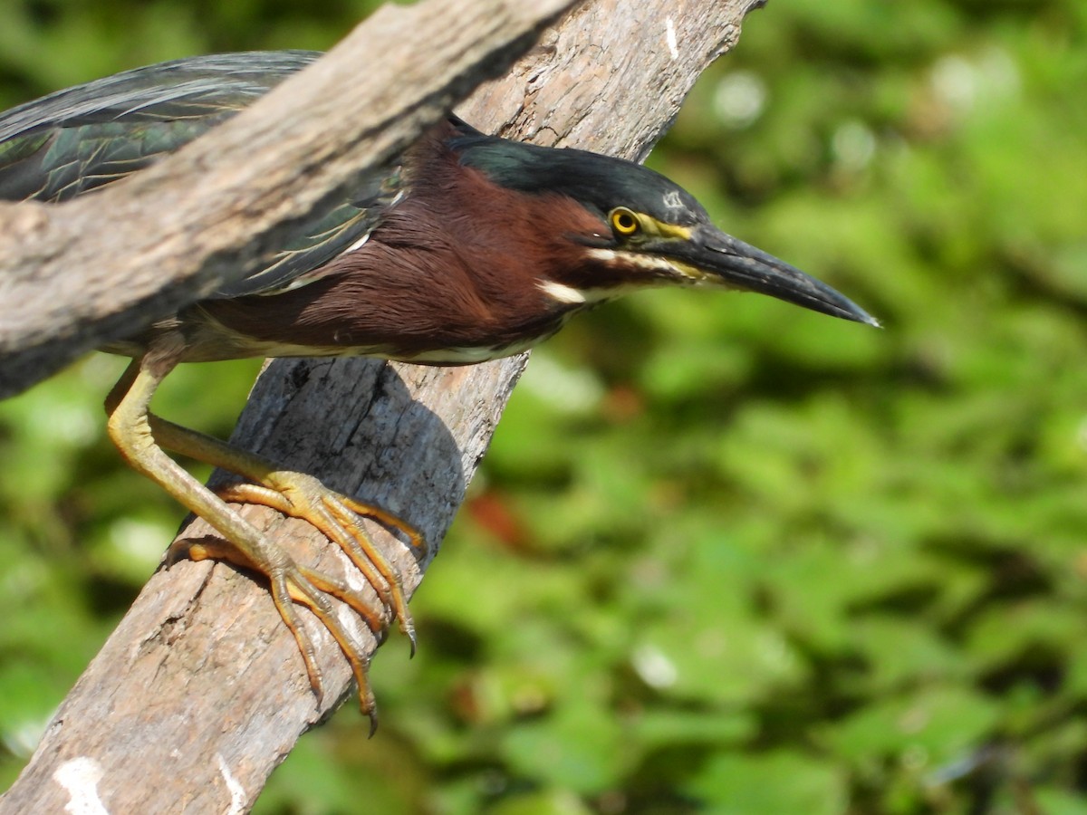 Green Heron - ML639412796