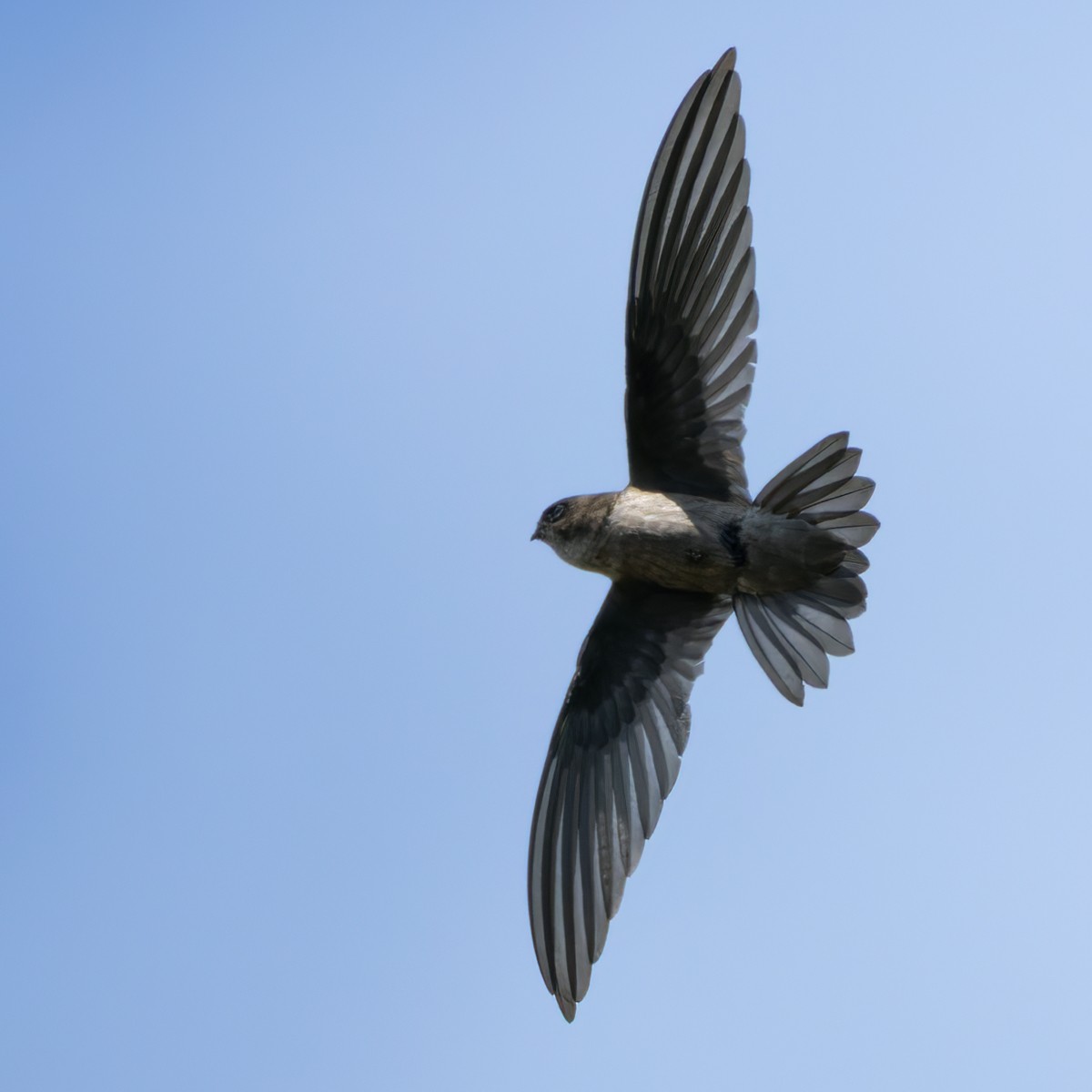 Philippine Swiftlet - ML639412797