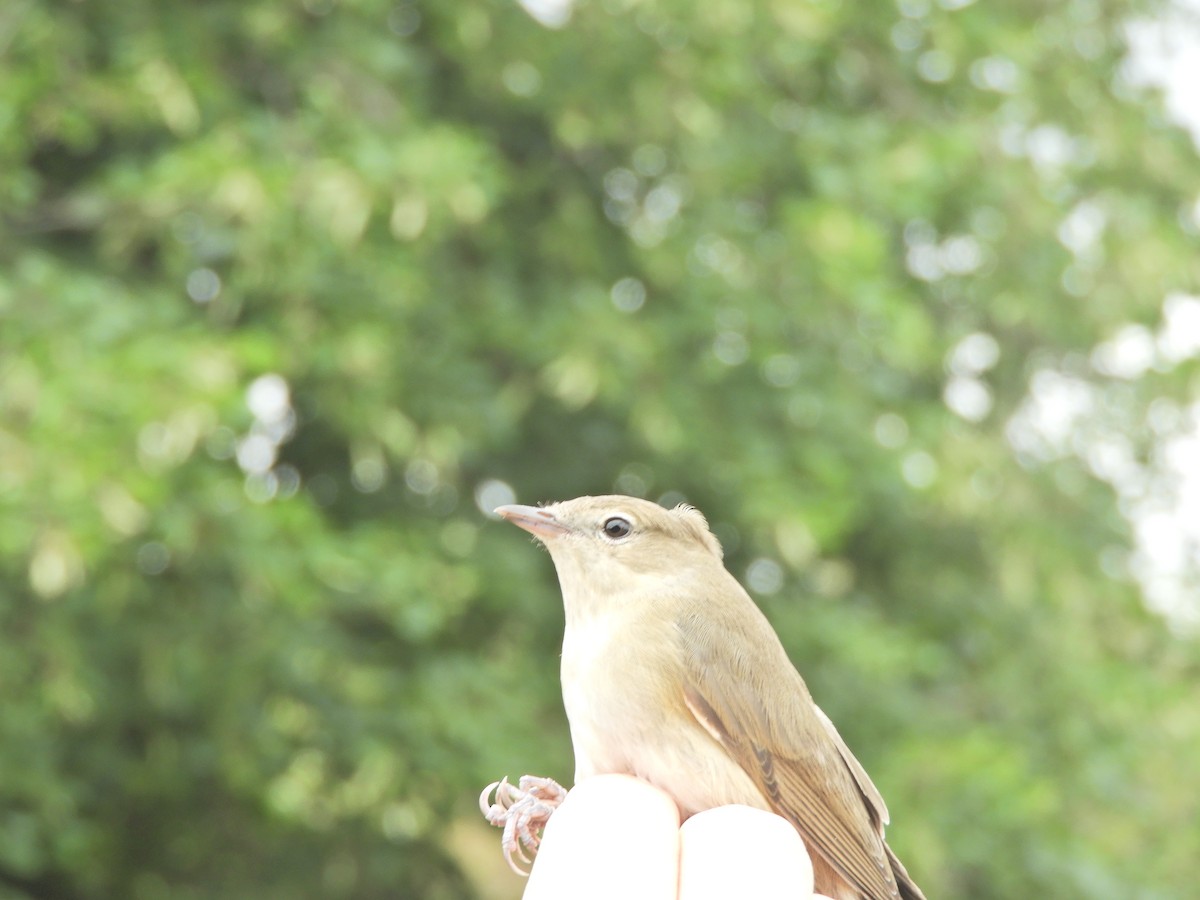 Garden Warbler - ML639412801