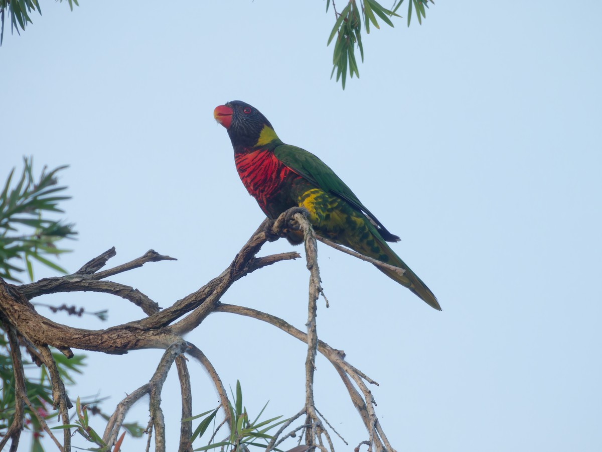 Coconut Lorikeet - ML639412830