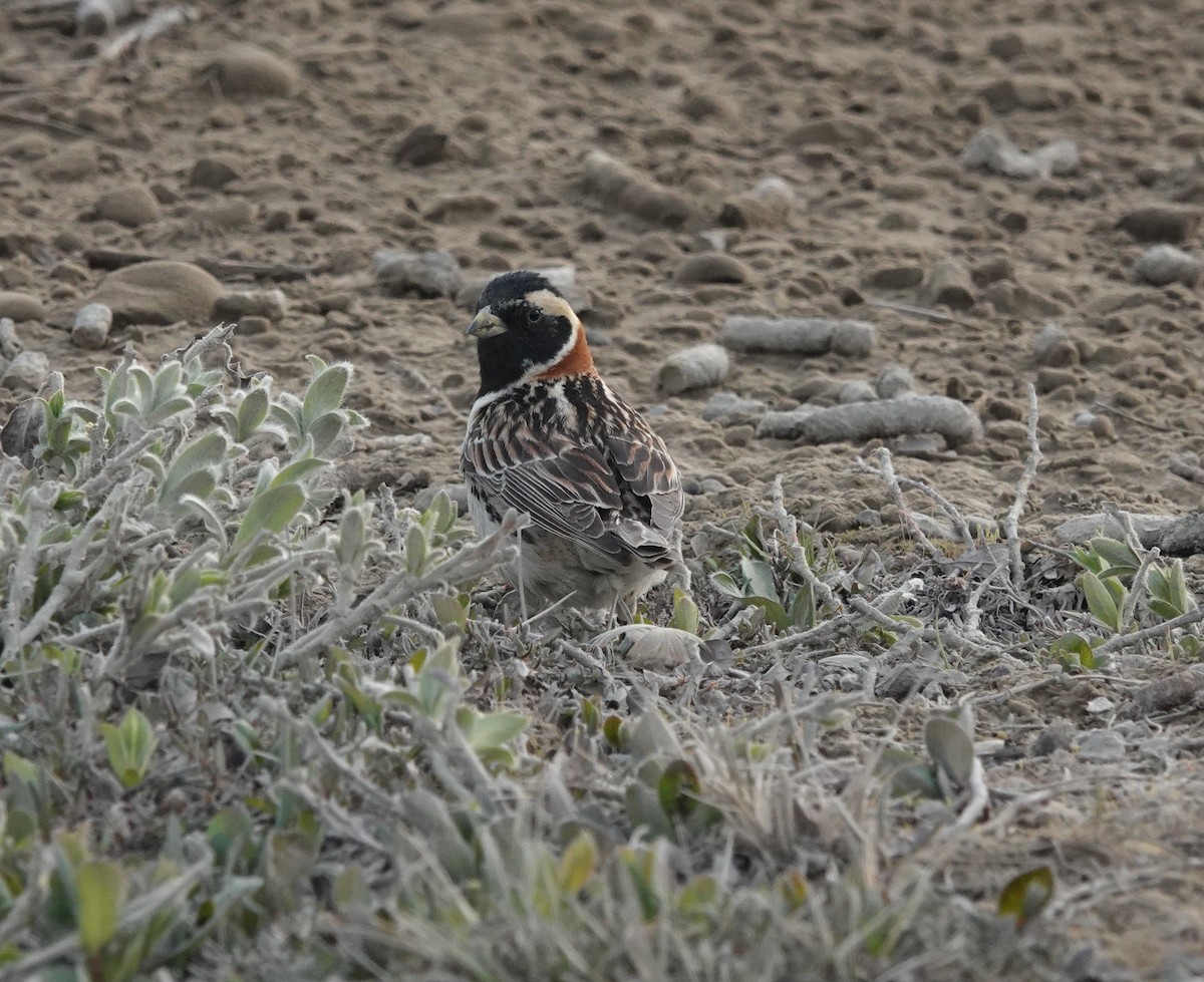 ツメナガホオジロ - ML639412863