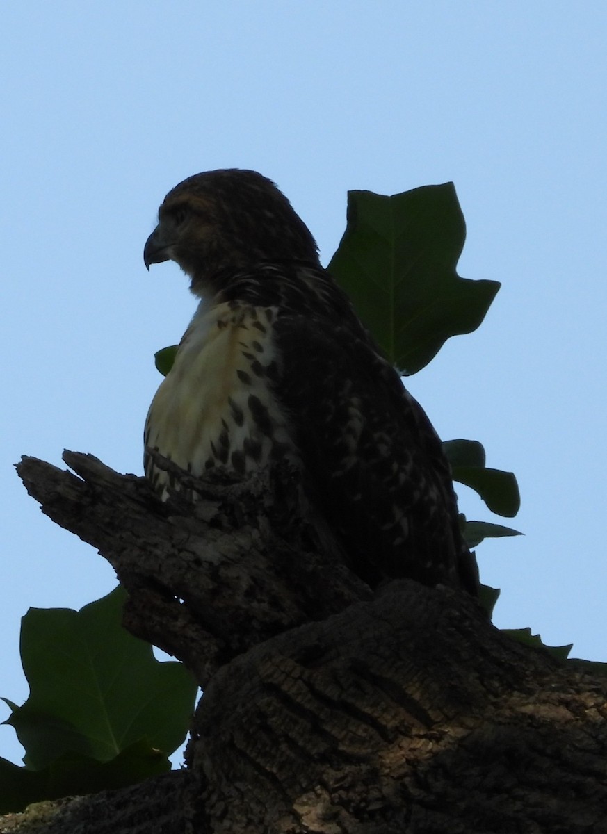 Red-tailed Hawk - ML639412890