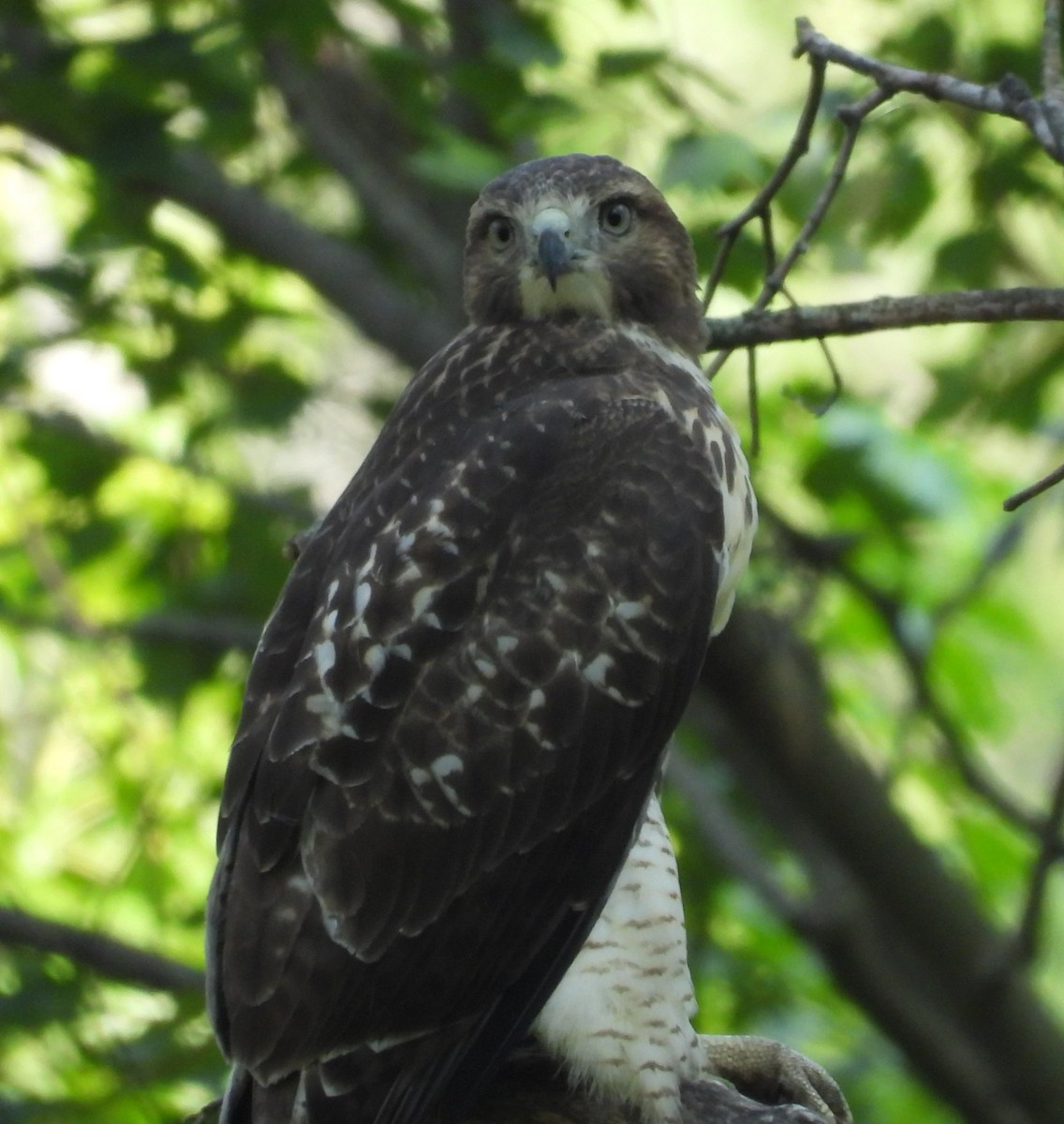 Red-tailed Hawk - ML639412899