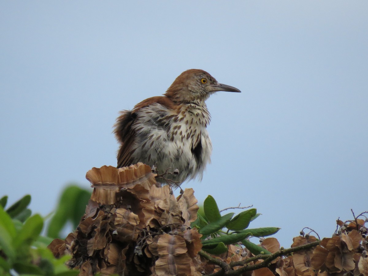Brown Thrasher - ML639412939