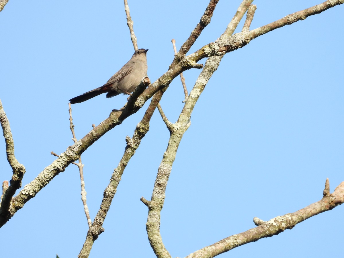 Gray Catbird - ML639412950