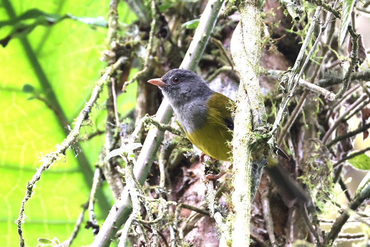 Gray-hooded Bush Tanager - ML639412958