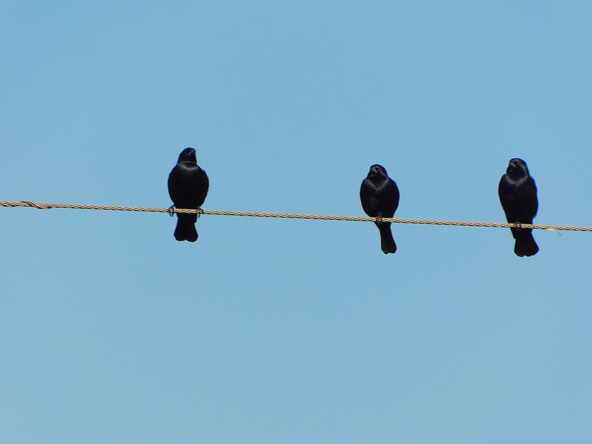 Screaming Cowbird - ML639412965