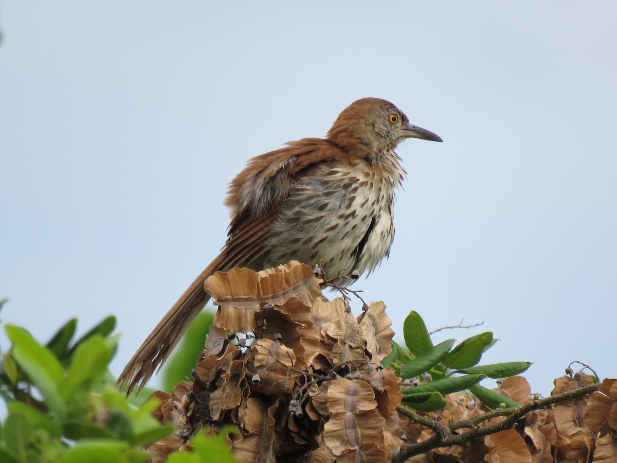Brown Thrasher - ML639412973