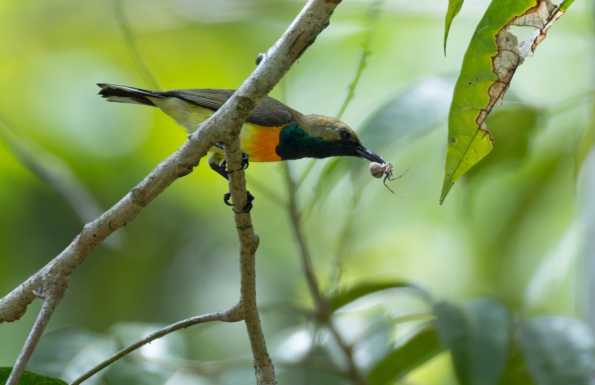 Palawan Sunbird - ML639412975
