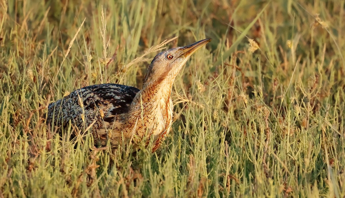 Eurasian Bittern - ML639412997