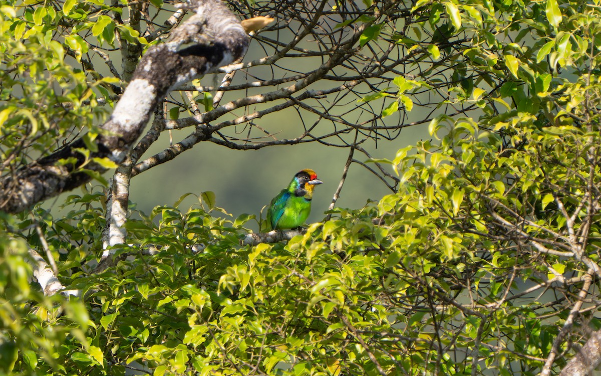 Necklaced Barbet - ML639412999