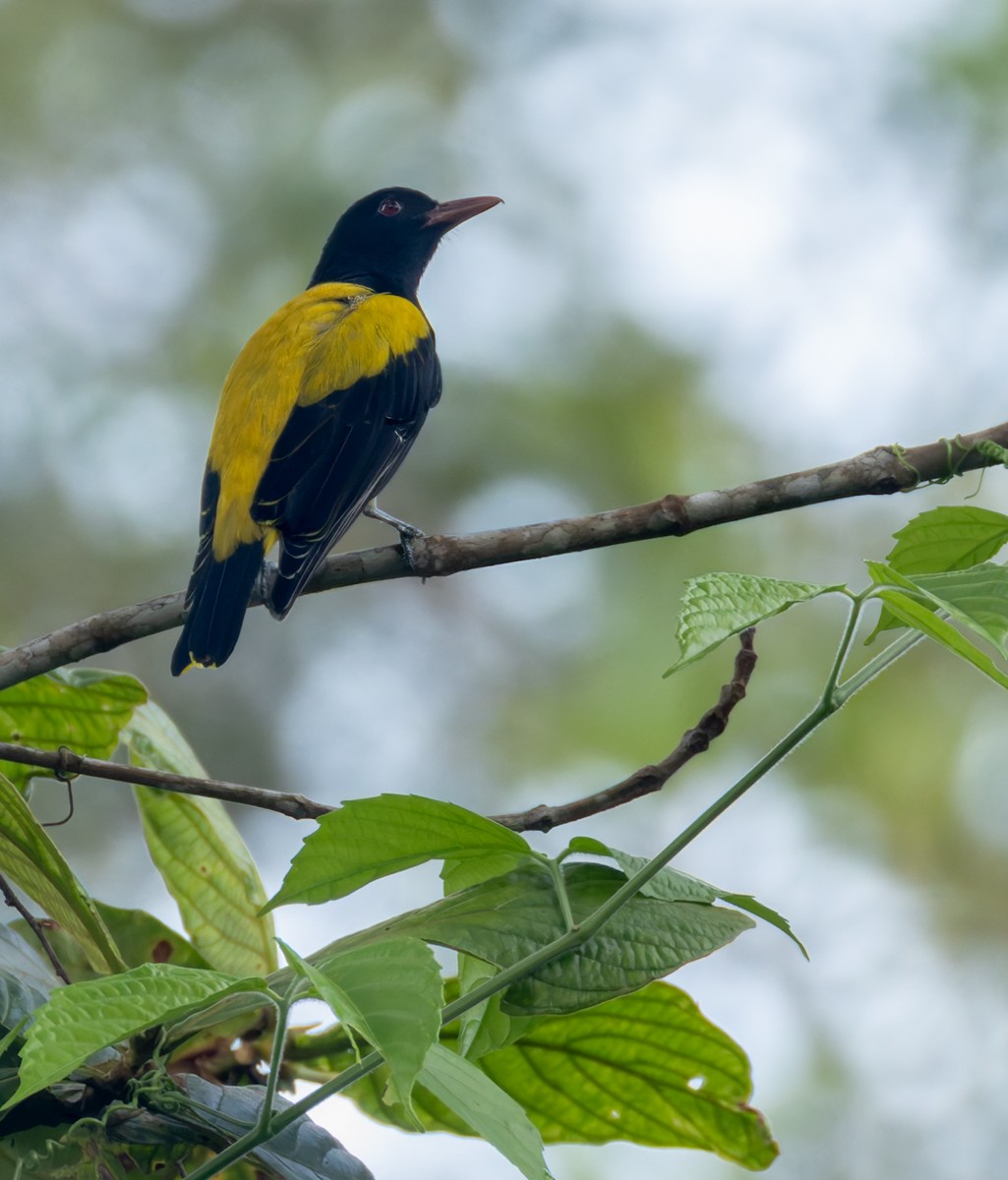 Ventriloquial Oriole - ML639413002