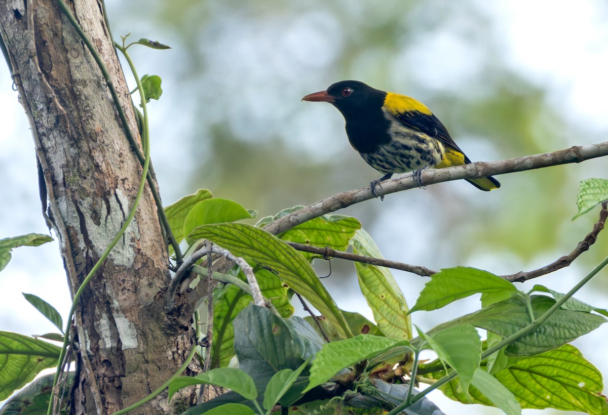 Ventriloquial Oriole - ML639413004