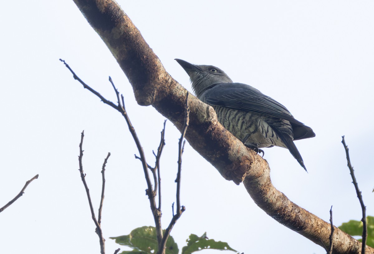 Bar-bellied Cuckooshrike - ML639413009