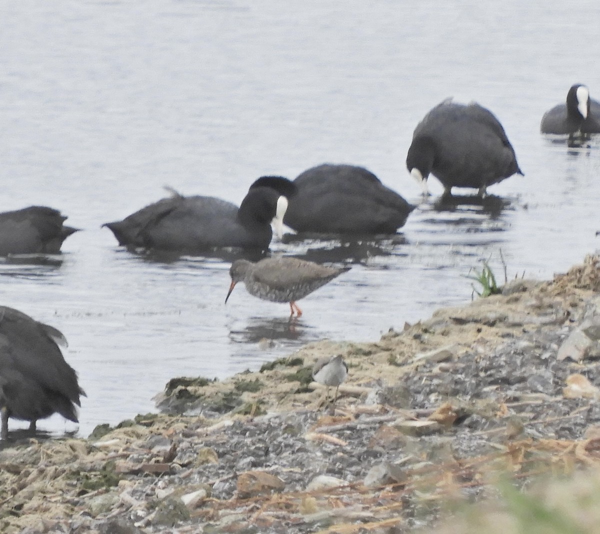 Common Redshank - ML639413011
