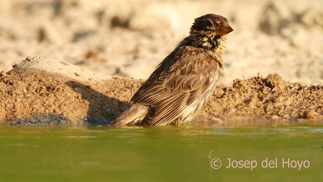 Rock Sparrow - ML639413017