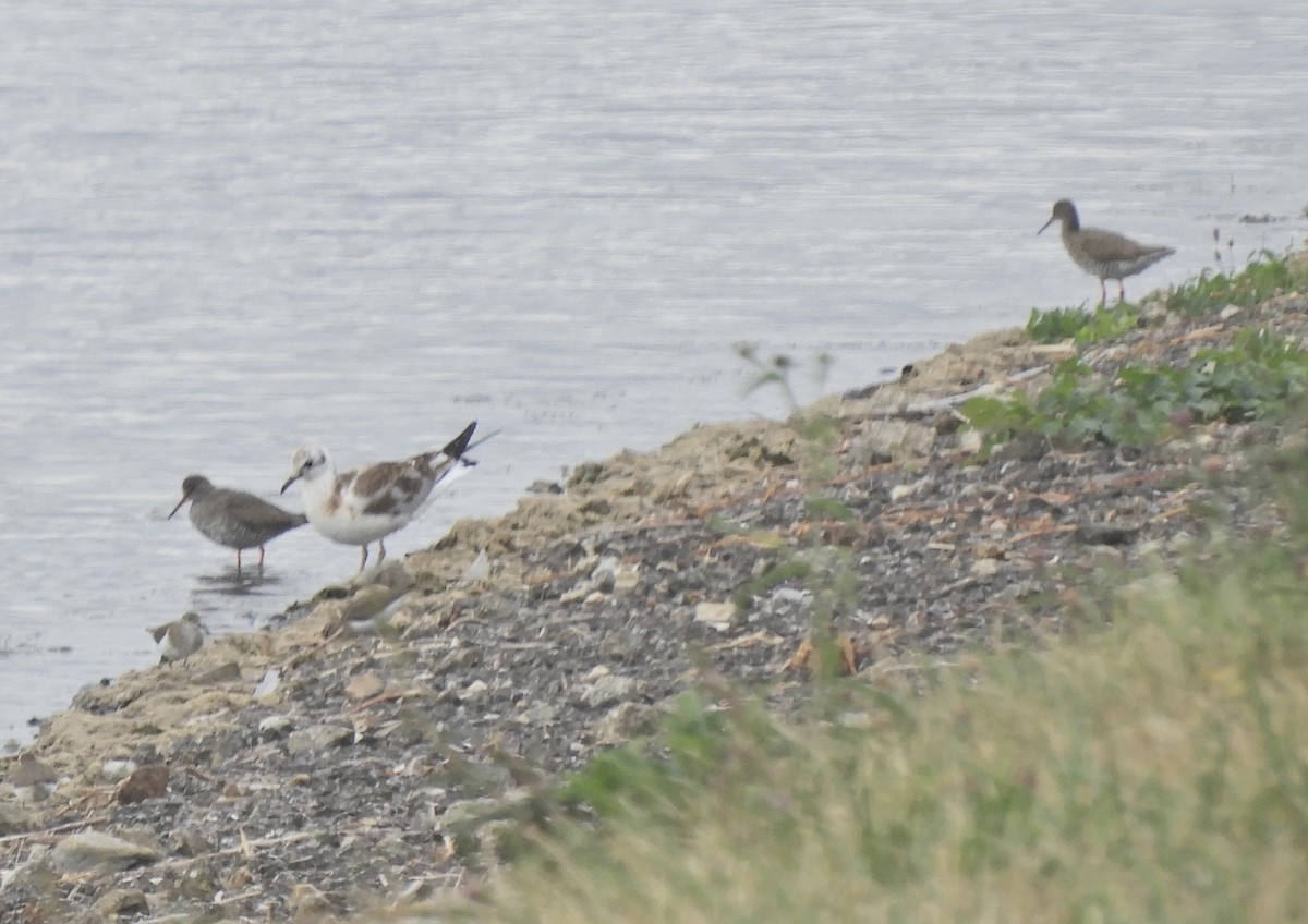 Common Redshank - ML639413063