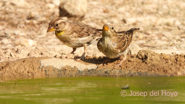 Rock Sparrow - ML639413293