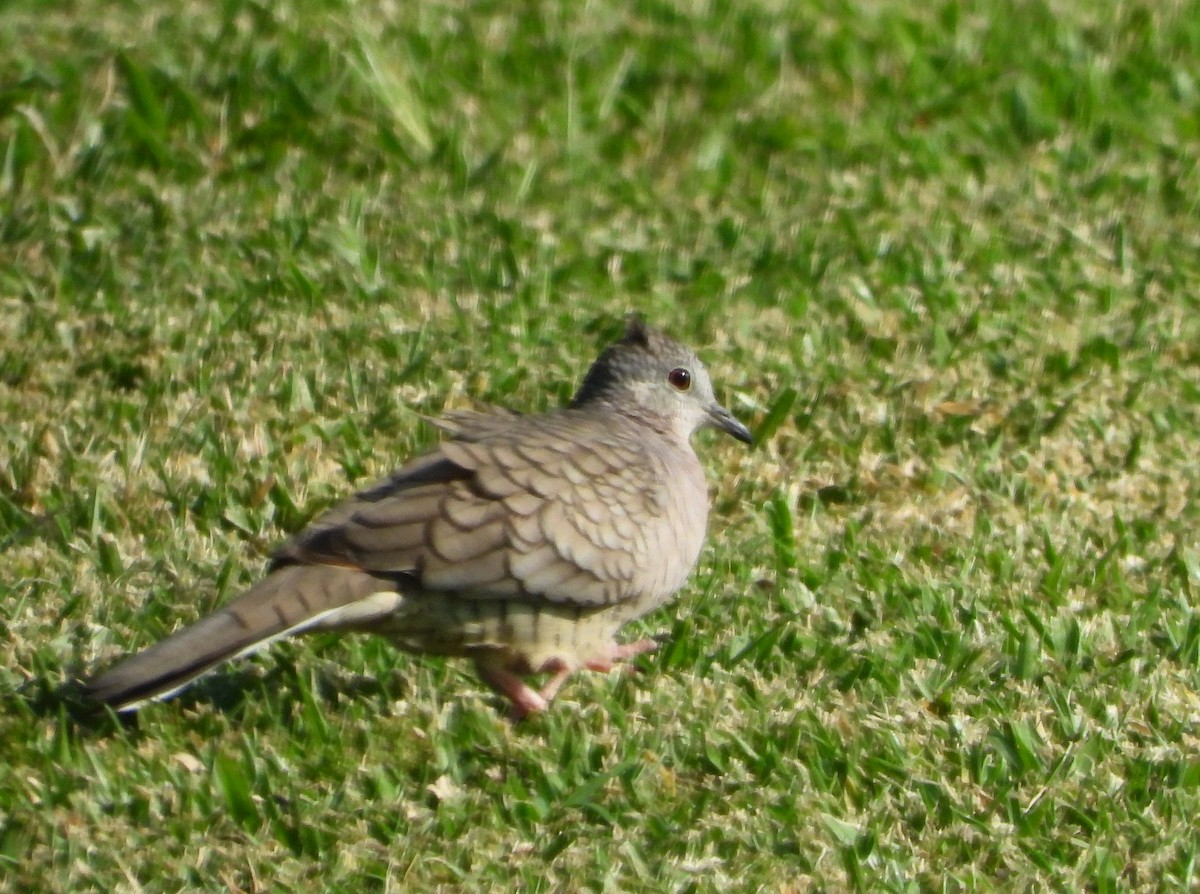 Inca Dove - ML639413336