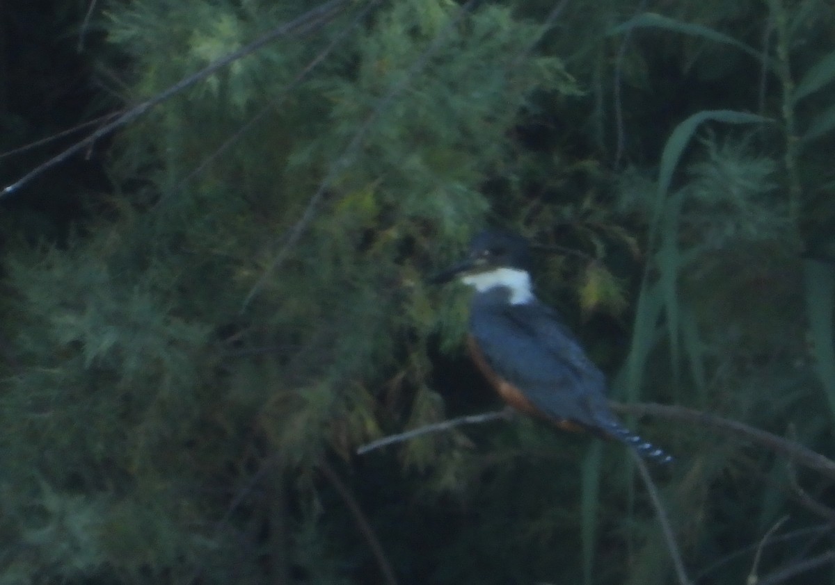 Ringed Kingfisher - ML639413344