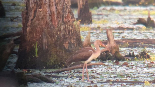 White Ibis - ML639413346