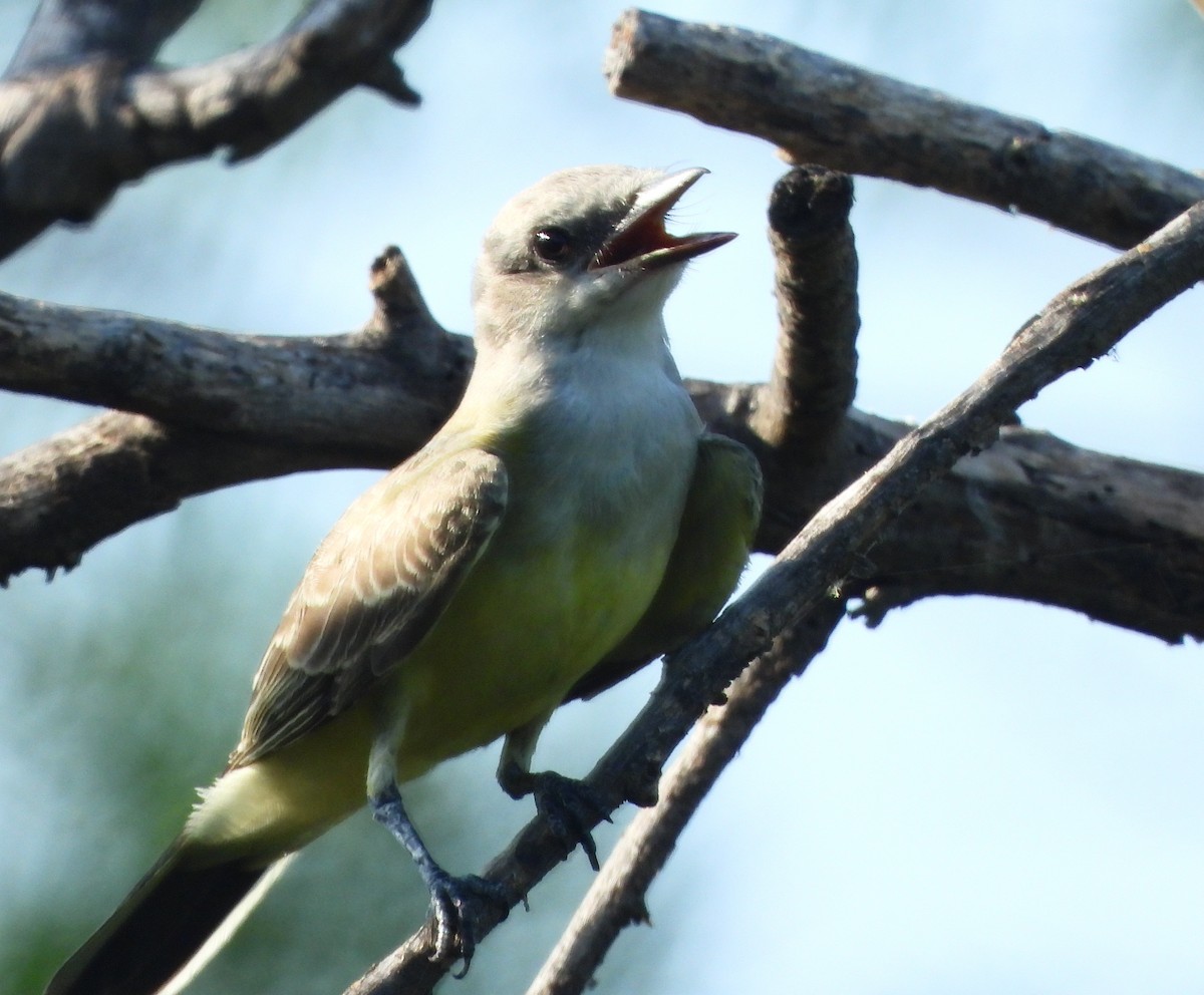 Western Kingbird - ML639413413
