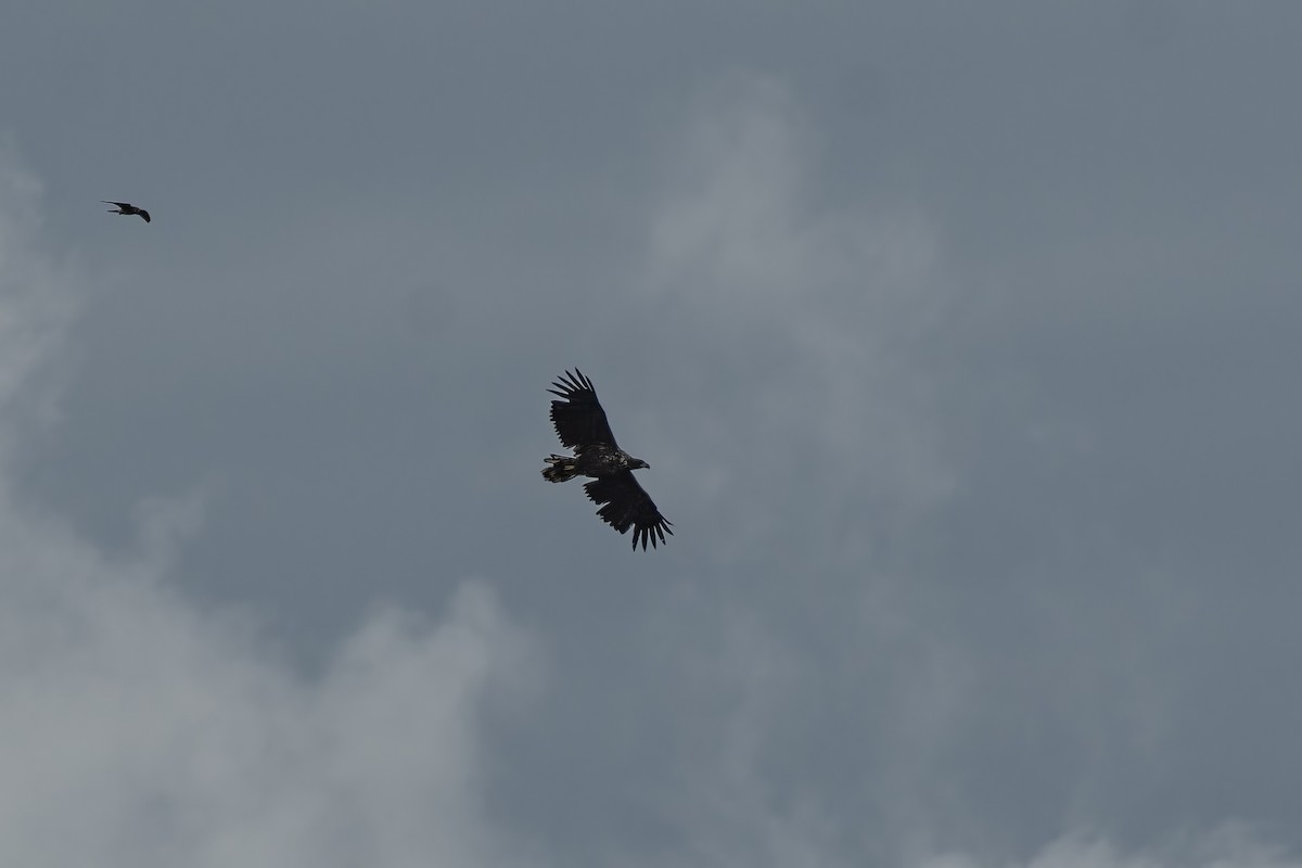 White-tailed Eagle - ML639413504
