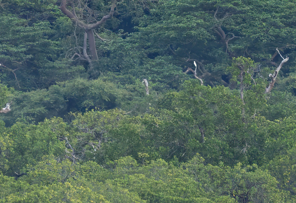 Cacatoès des Philippines - ML639413562