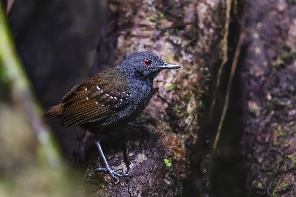 Magdalena Antbird - ML639413629