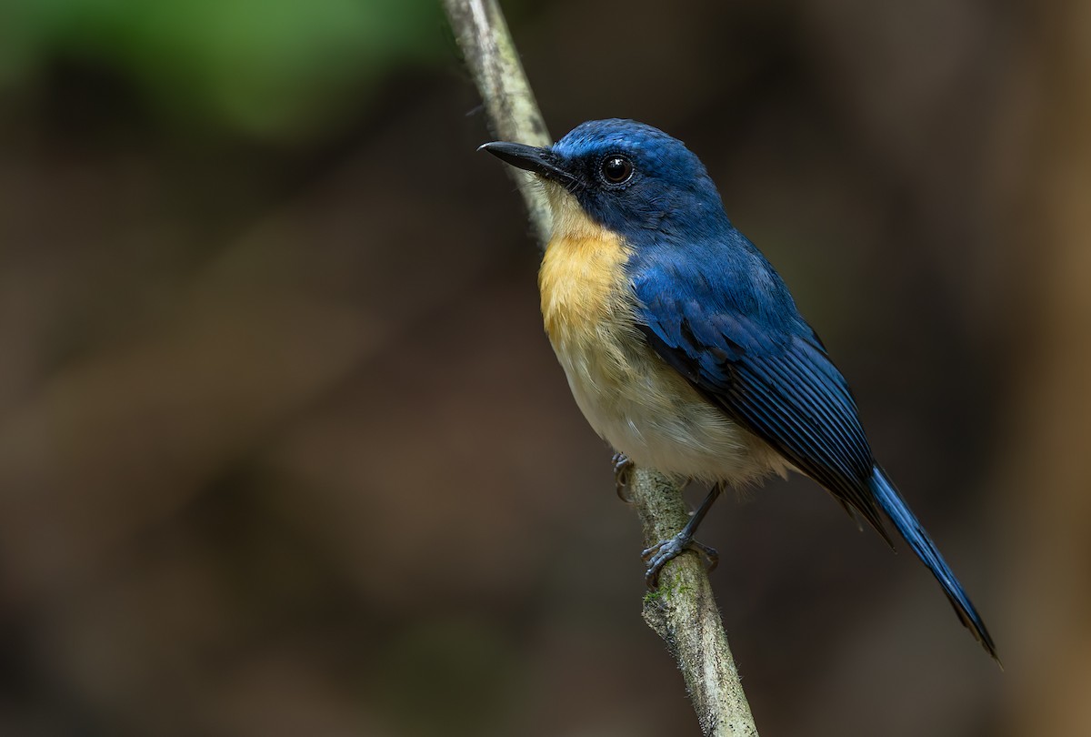 Palawan Blue Flycatcher - ML639413821
