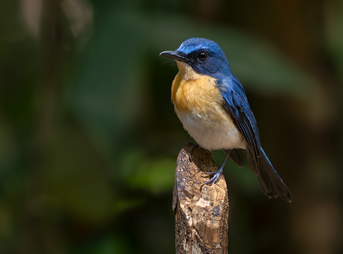 Palawan Blue Flycatcher - ML639413822