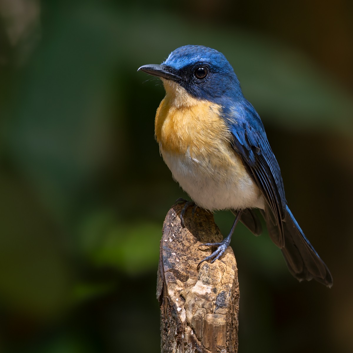 Palawan Blue Flycatcher - ML639413823