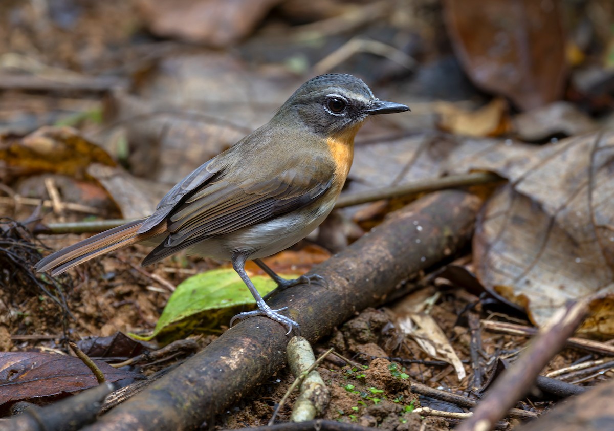 Palawan Blue Flycatcher - ML639413824