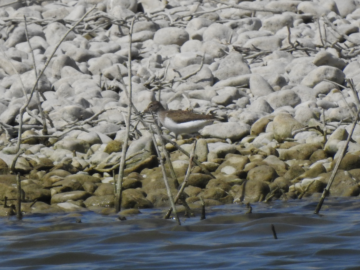 Common Sandpiper - ML639413938
