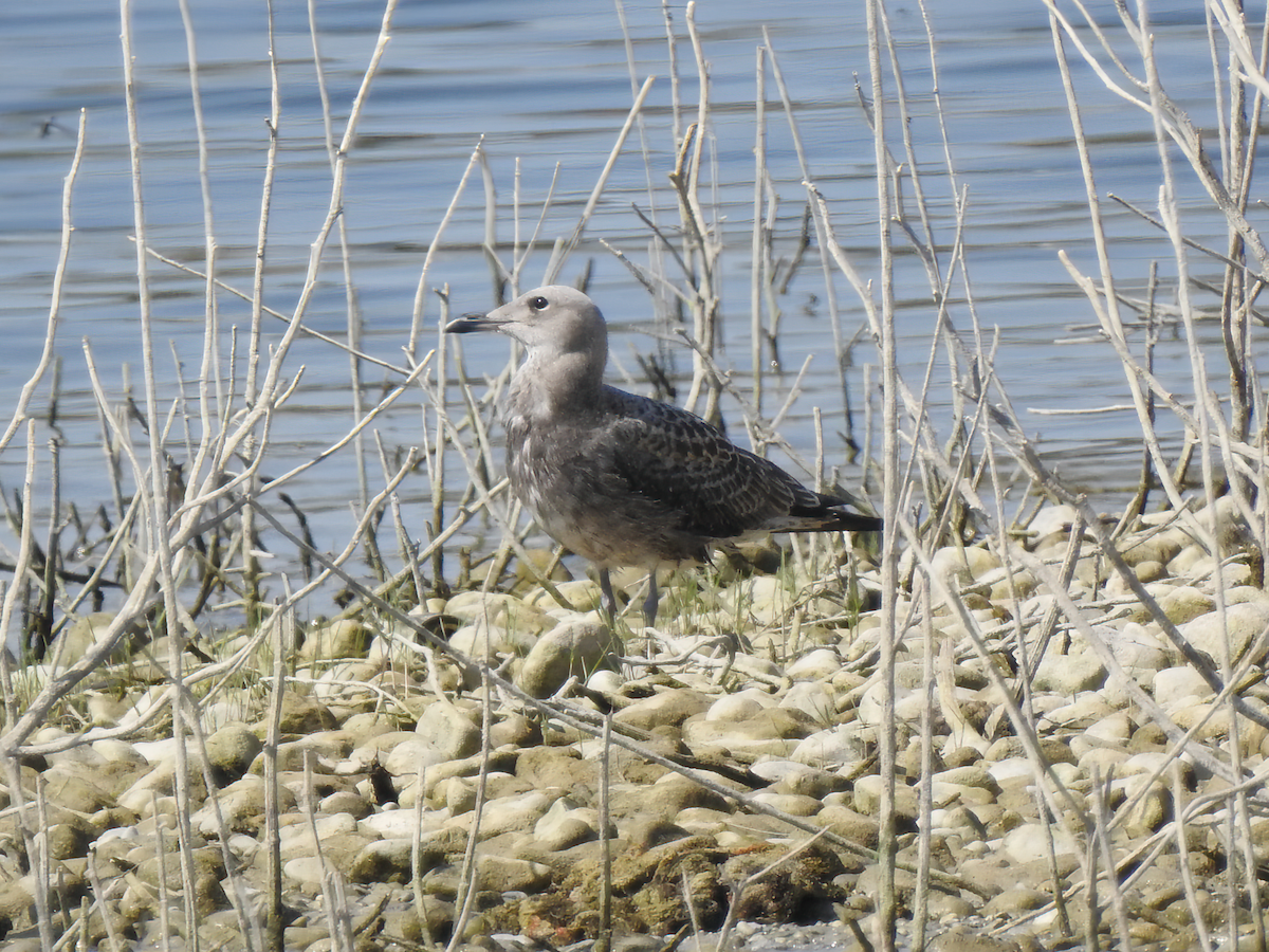 Audouin's Gull - ML639413941