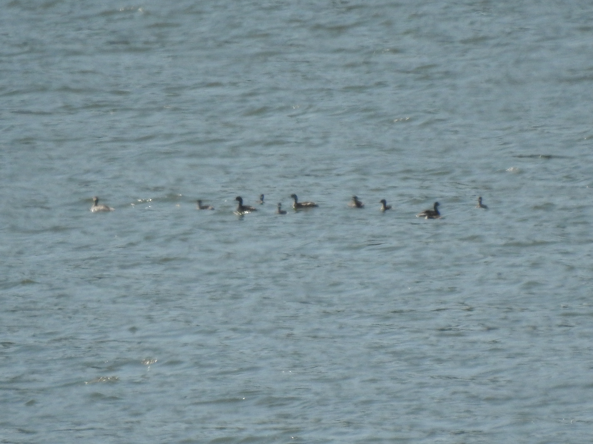 Eared Grebe - ML639413942