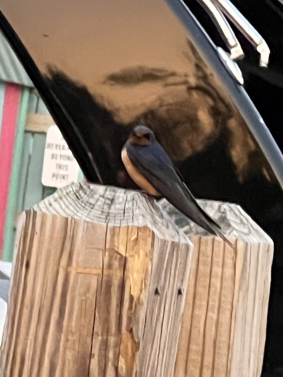 Barn Swallow - ML639413965